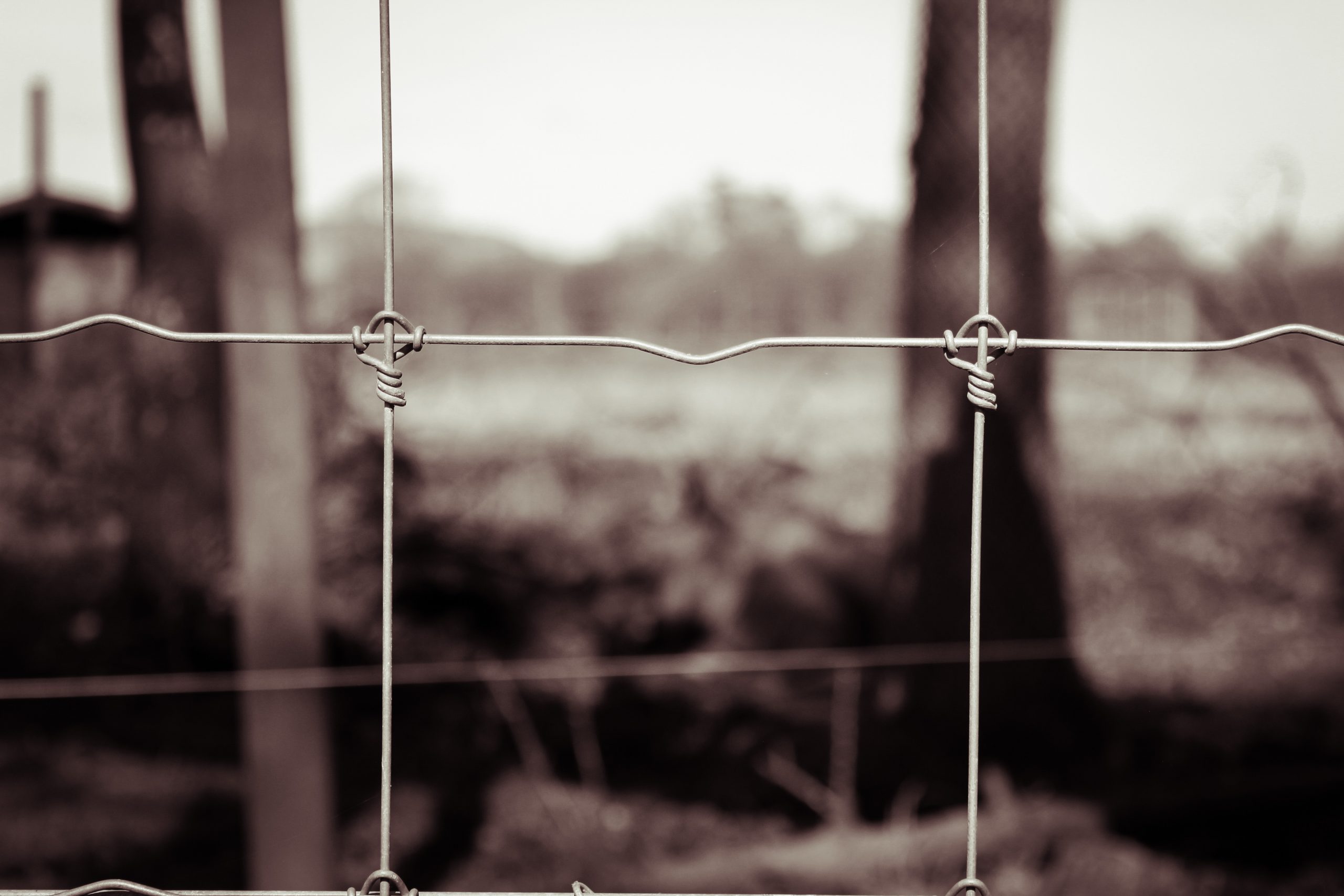 nature photography wire fencing