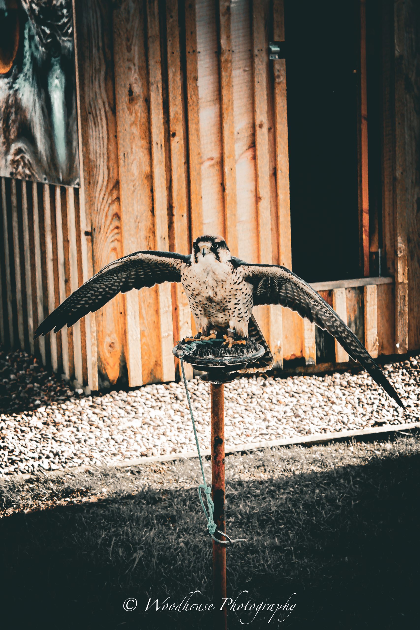 nature photography falcon